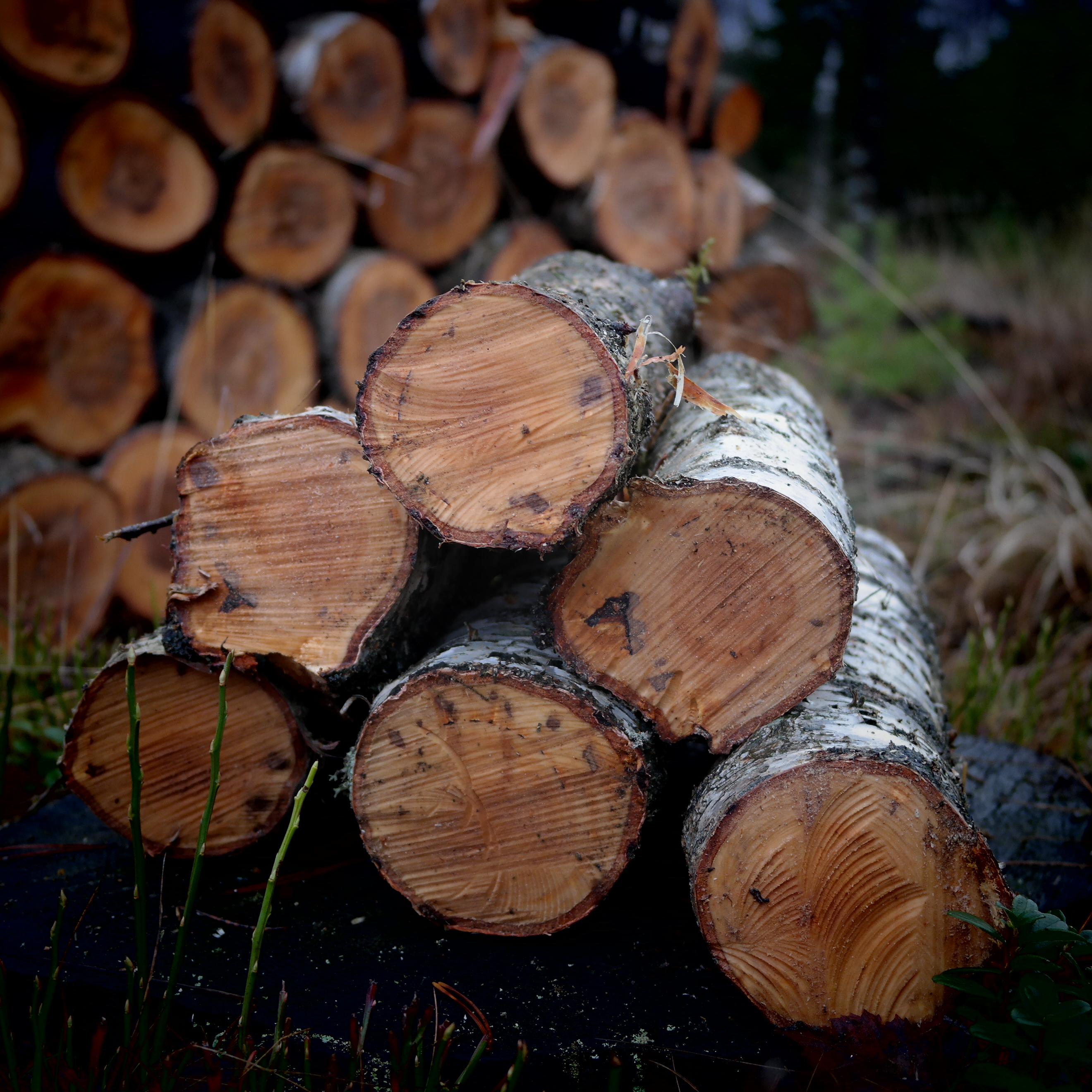Från skog till kund